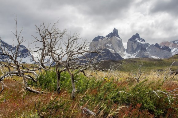cuernos