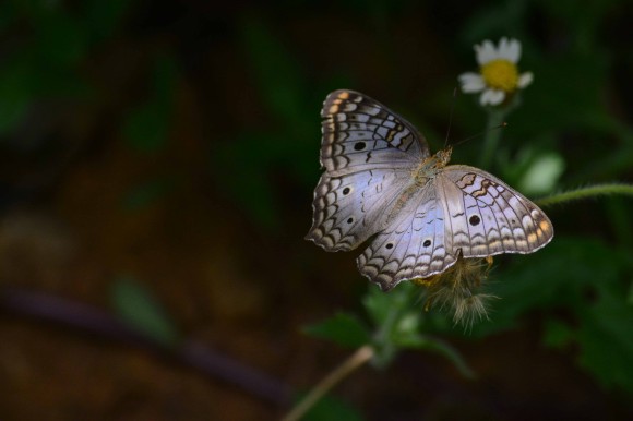DSC_0655