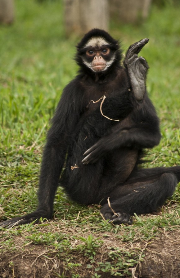 Zoo Ctba - Macaco-aranha (4)