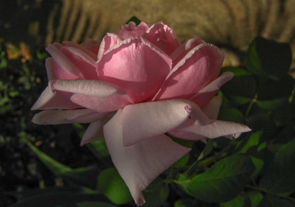 ricorosa