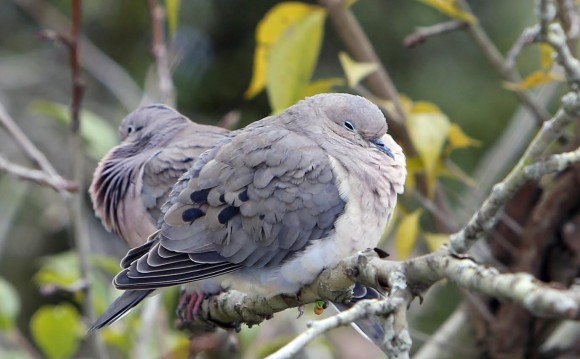 polacoaspombas