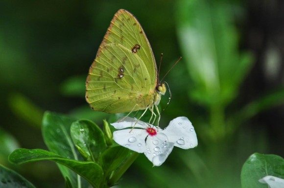 ricoborboflorbrancaorvalhada
