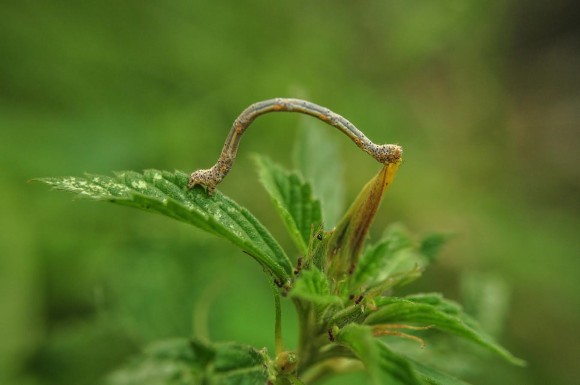 ricobichocome