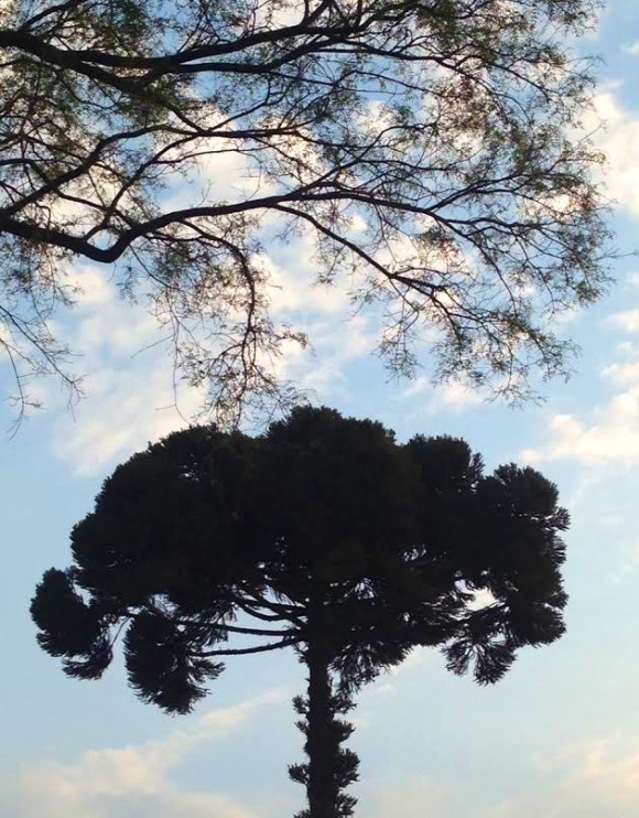 soniapinheiro