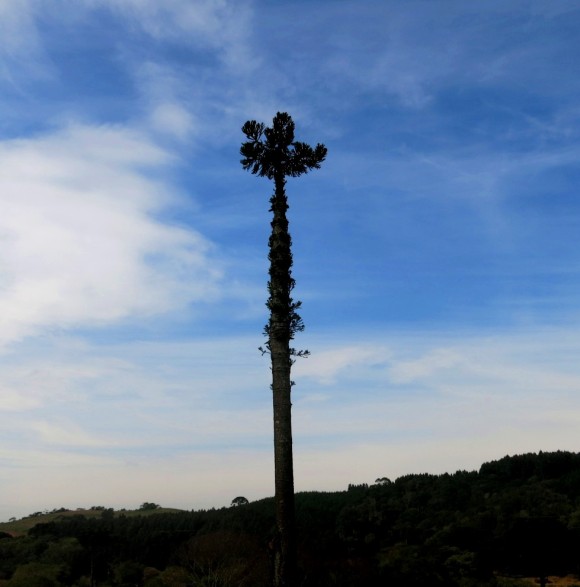 zbcampomagroaraucária