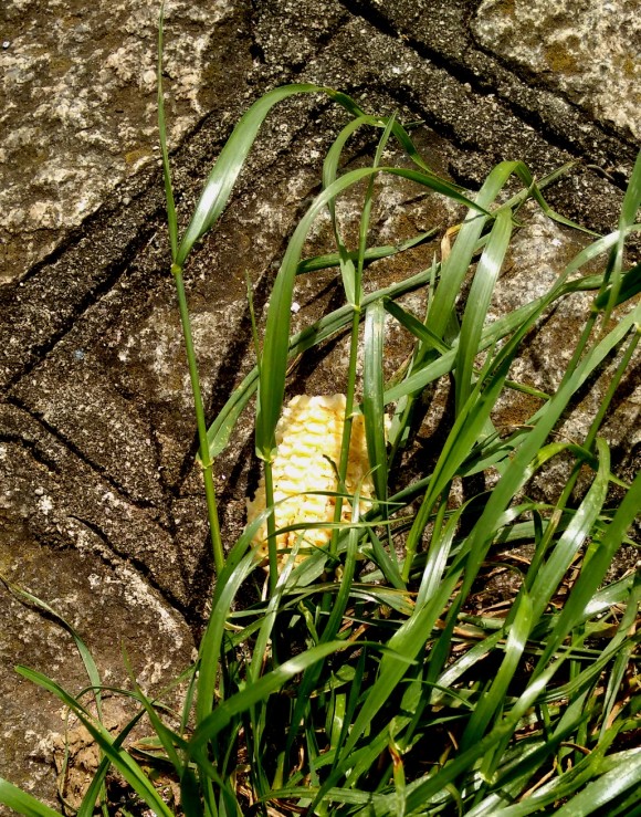 zbespiga