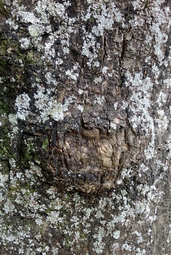 zbnonamadeira