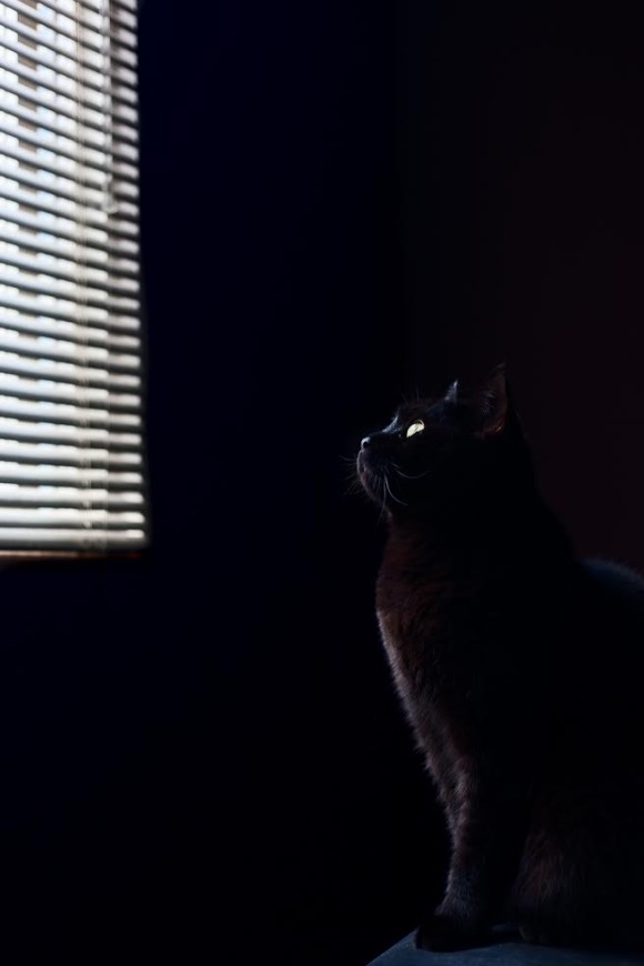 maringasgatopreto