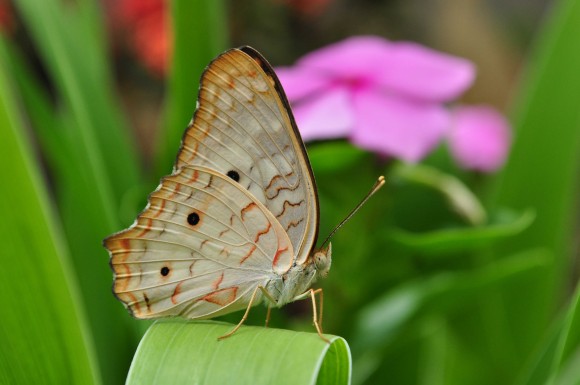 ricoborbolinda