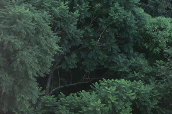 zbfolhas