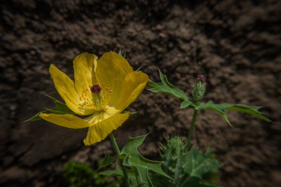 DSC_0017