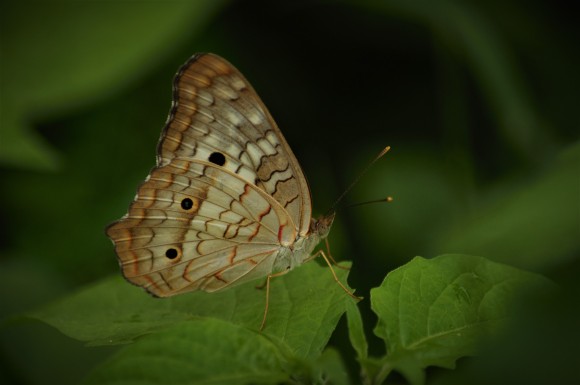 DSC_0262 (2)