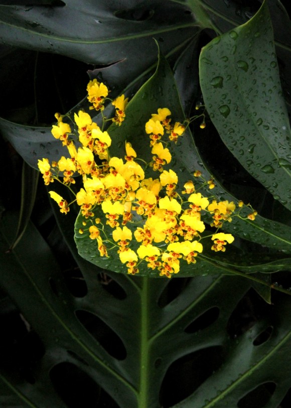 zbflorzinhamarelanofundoverdescuro