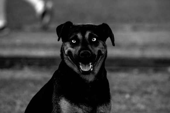 cão