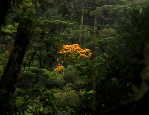 zbamarelonoverde
