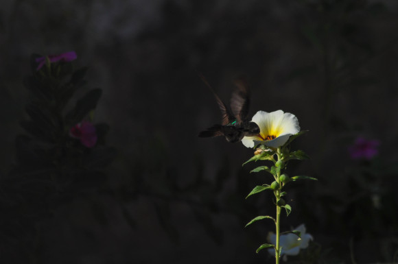 DSC_0003-2 (1)