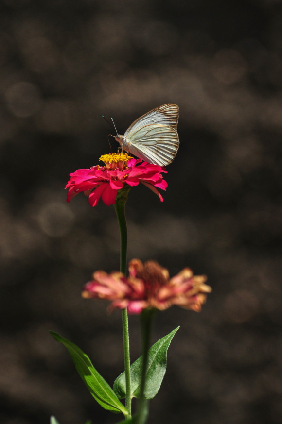 DSC_0190-5