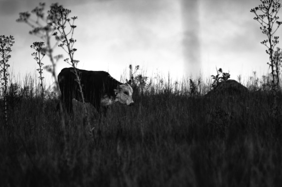 IMG_6311