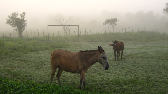 ricoquadrúpedesemcampo