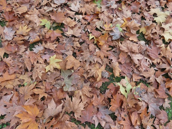 41505424_Unknown
