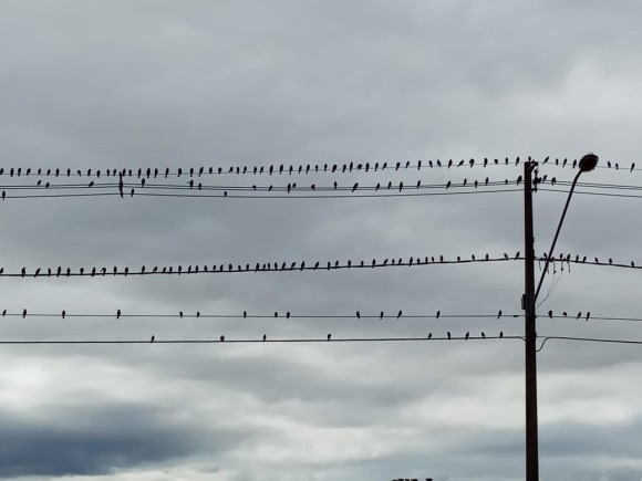 ospássaros1