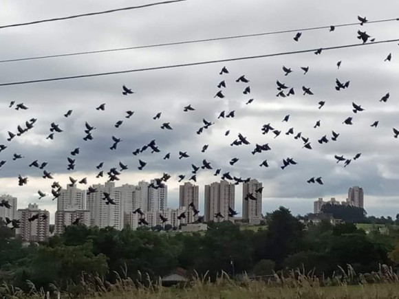 ospássaroscuritiba
