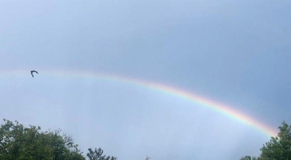 patríciapássaroarcoiris