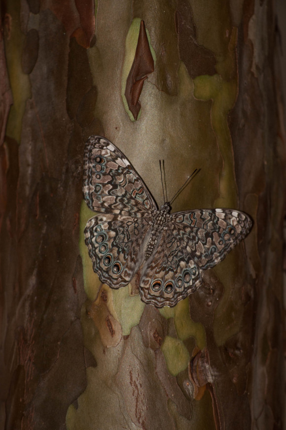 ricoborbolinda