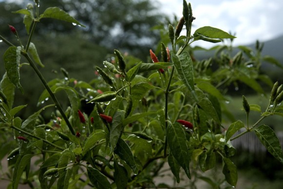 img52 (2)