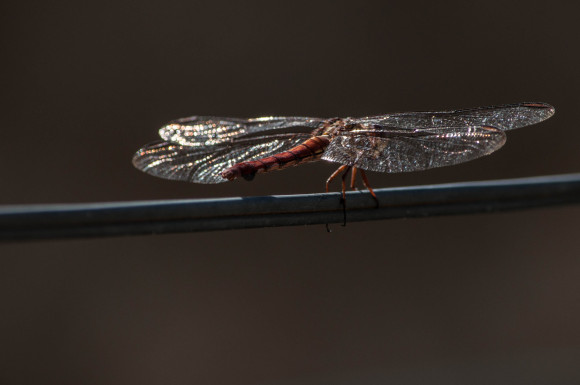 ricolibélula