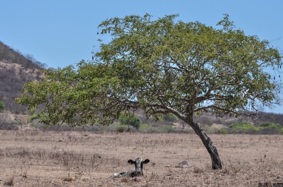 ricopédepauvaca