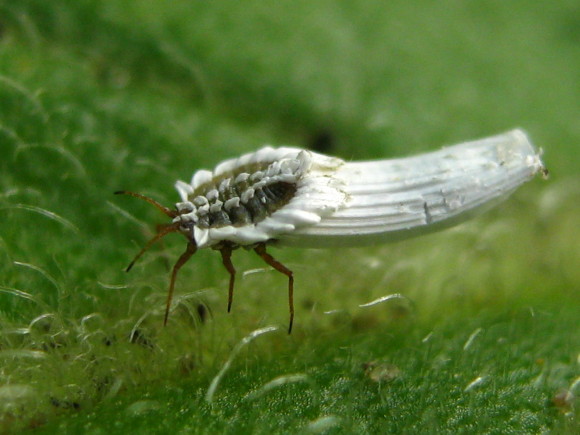 ricobesourobranco