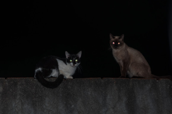 ricodoisgatos