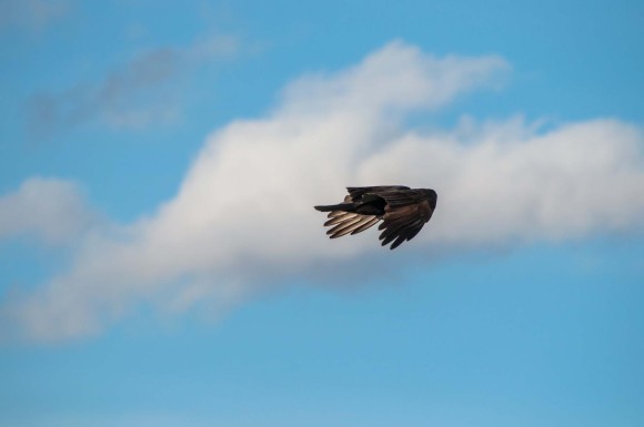 ricoasavoo