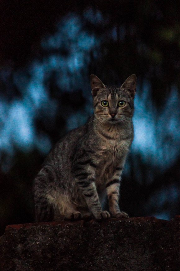 ricogatolindotigre