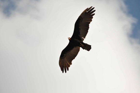 DSC_0570(1)